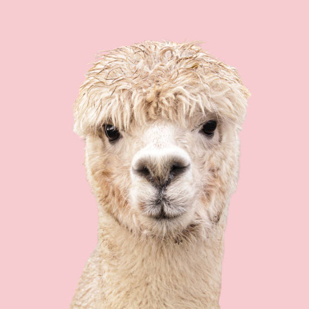 istock Funny alpaca llama isolated on pink background 1313343796