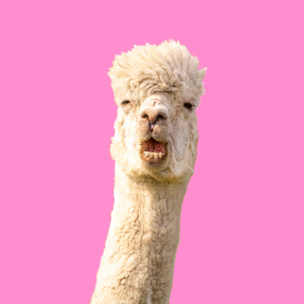 istock Funny alpaca llama on pink background 1313343825