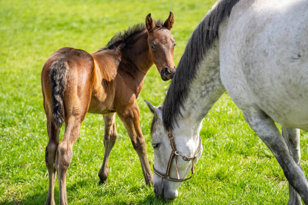 istock Brown foal and white mare on meadow 1313343995