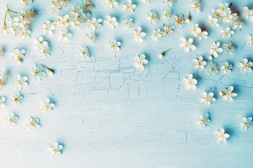 White cracked wooden vintage background with cherry blossom.