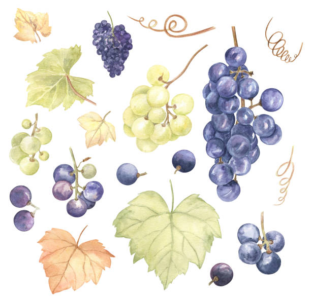 winogrona, liście i winorośli akwarela ustawić na białym izolowanym tle. - agriculture purple vine grape leaf stock illustrations