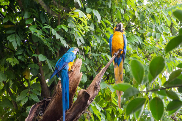 istock Macaws, beautiful birds from Brazil called Arara in their natural habitat, selective focus. 1313344321