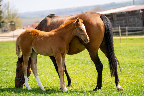 istock Brown foal cuddles up to mare 1313345047