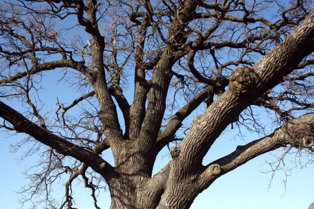 istock Branches of a two-hundred-year-old oak tree against the blue sky. An old tree without leaves. 1313345451