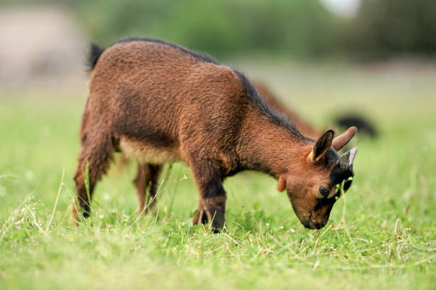 istock Small brown goat (Holland pygmy breed) kid grazing, eating grass, view from side 1313345537