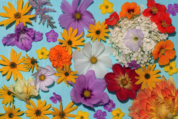 istock Background of bright multicolored flowers on blue 1313346654