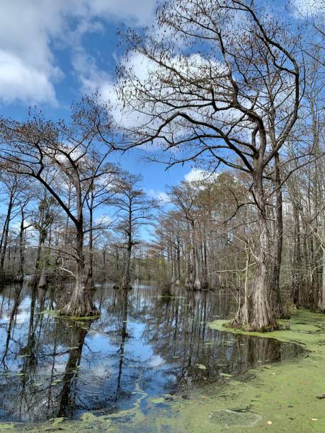istock Bald cypress trees in a swamp 1313349082