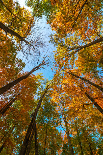 istock Fall leaves in orange and red trying to touch the sky - Fall in Central Canada, ON 1313349372