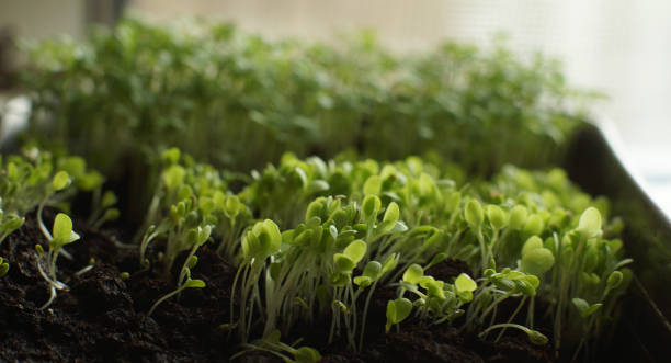 istock Growing seedlings yourself on the window in spring 1313349418