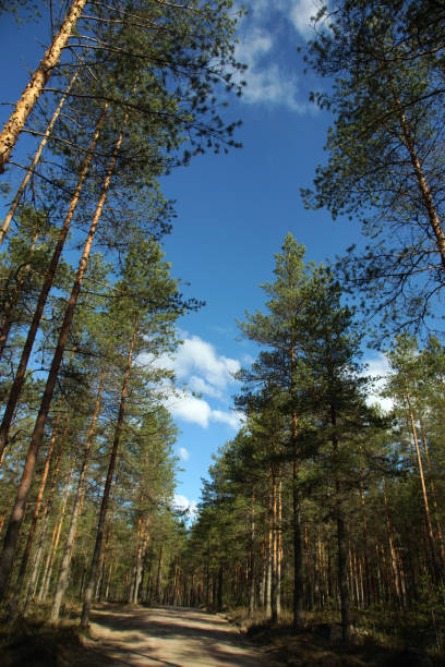 istock Pine forest road with tall trees and blue sky above 1313349439