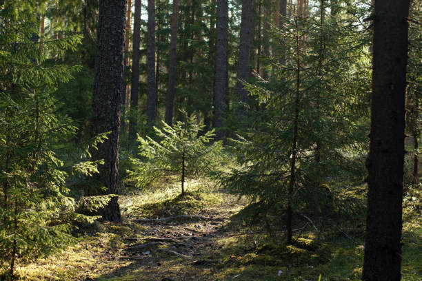 istock Little Christmas tree in the forest in summer 1313349480