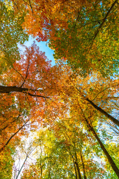 istock Colors from green to red in top form - Fall in Central Canada, ON 1313349482