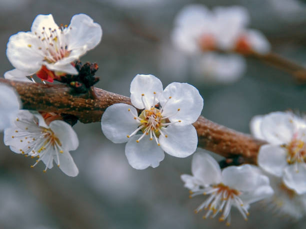 istock Apricot flower blossoming 1313349670