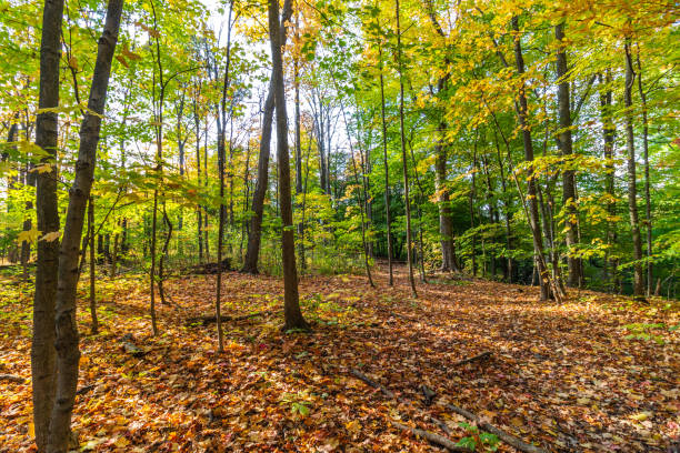 istock Forest floor covered with leaves from the top - Fall in Central Canada, ON 1313350296