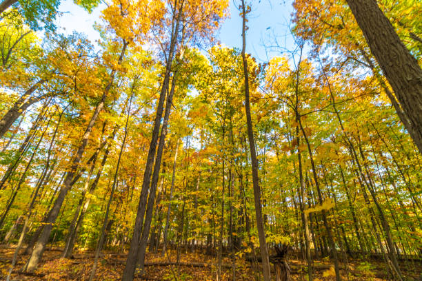 istock Coming together at the top - Fall forest - Fall in Central Canada, ON 1313350380