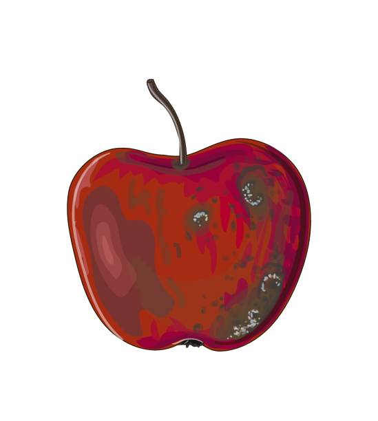 Rotten Apple Illustrations, Royalty-Free Vector Graphics & Clip Art - iStock