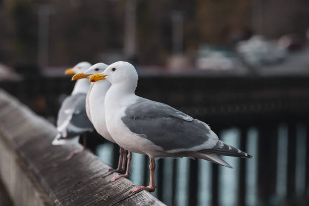 istock Row Of Seagulls On The Dock 1313351680
