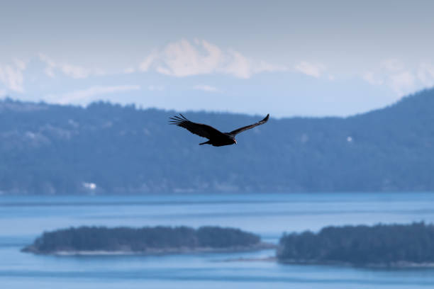 istock Turkey Vulture Flying In The Sky 1313351685