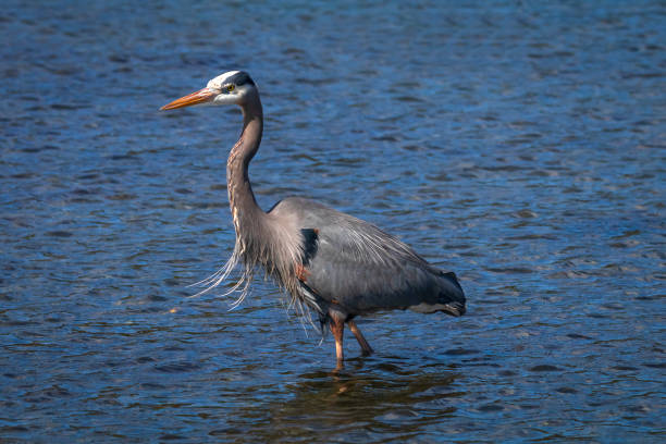 Great Blue Heron Along The Shoreline Great Blue Heron standing in the water along the shoreline of southern Vancouver Island. colwood photos stock pictures, royalty-free photos & images