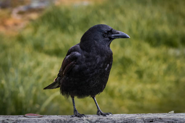 istock Black Crow Standing On A Wooden Fence 1313351741