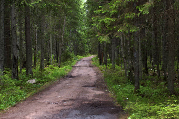 istock Wet footpath in the forest after rain with large puddles 1313351746
