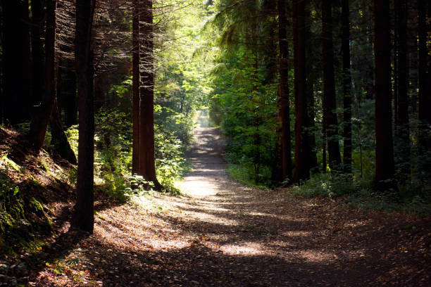 istock Walking path in the forest lit by the sun on a summer day 1313351841