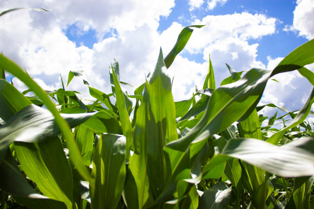 istock Nature symbol. Cornfield. Corn leaves against the beautiful blue sky with clouds. Peaceful nature. Nature concept. 1313352804