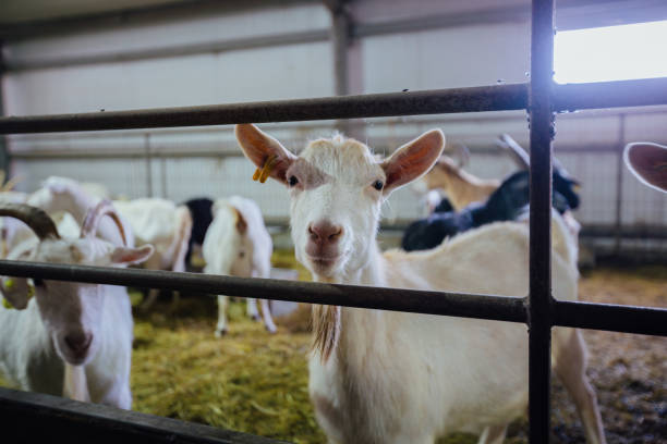 istock Dairy goats in modern free livestock stall 1313352864