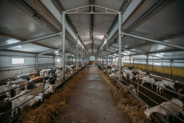 istock Dairy goats in modern free livestock stall 1313352869