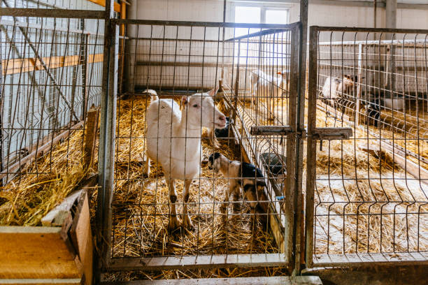 istock Dairy goats in modern free livestock stall 1313352915