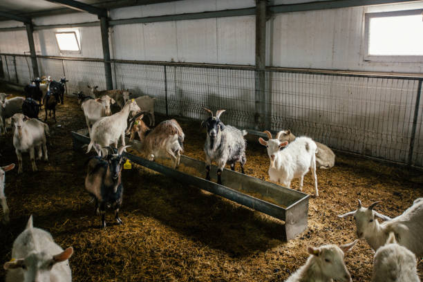 istock Dairy goats in modern free livestock stall 1313352921