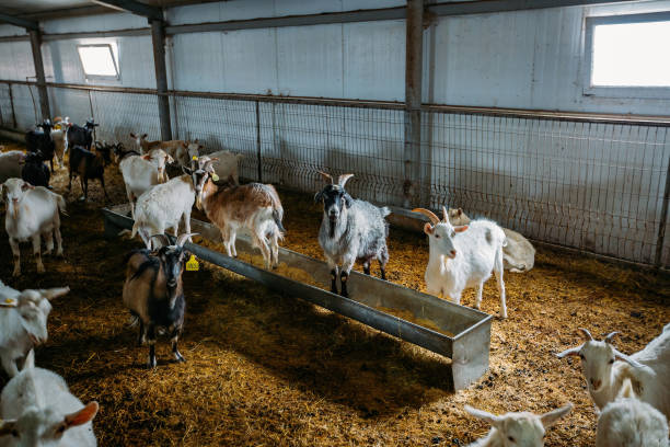 istock Dairy goats in modern free livestock stall 1313352953