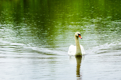 Swan on a lake, humpback swan on the water, single swan on a pond, blurred background
