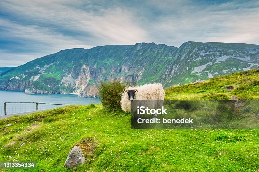 istock Slieve League Cliffs Ireland Sheep 1313354334