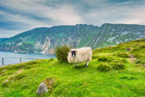 Photo of Slieve League Cliffs Ireland Sheep