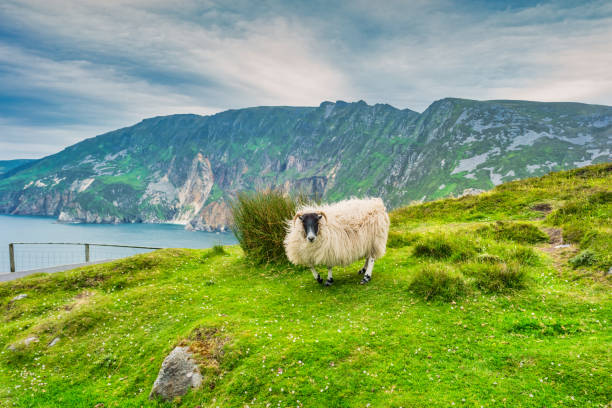 slieve league klify irlandia owca - irish landmark zdjęcia i obrazy z banku zdjęć