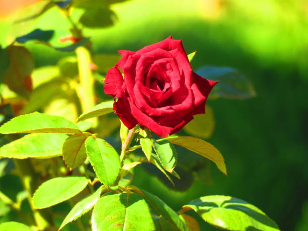 istock Beautiful Rose Flower. 1313354450