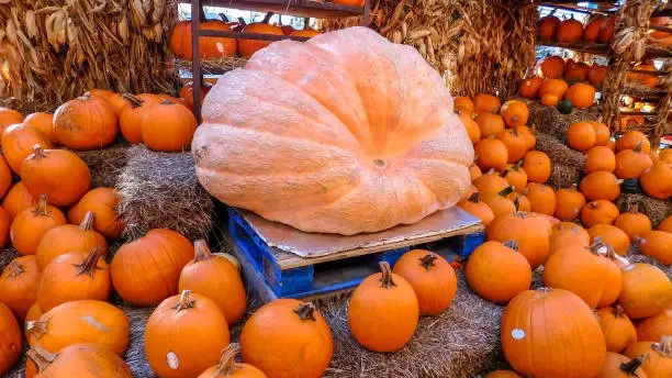 Photo of Plenty Of Pumpkins