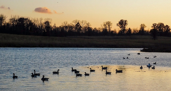 Sunset Over The Lake In Forest Preserve, Geese Swimming In Water