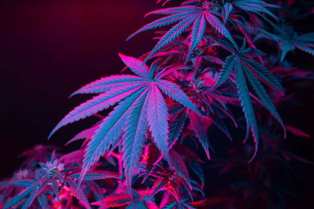 folhas de cannabis. folhagens de cânhamo de maconha com tonalidade rosa roxa colorida no fundo preto. - blue tint - fotografias e filmes do acervo