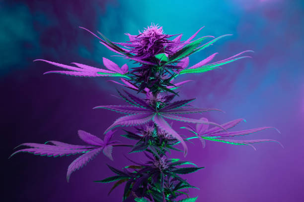Purple Cannabis plant. Marijuana artistic vibrant background Purple hemp plant. Artistic background of marijuana. Medicinal hemp plant in neon colorful mixed light. A new look at the agricultural cannabis strain cannabidiol photos stock pictures, royalty-free photos & images