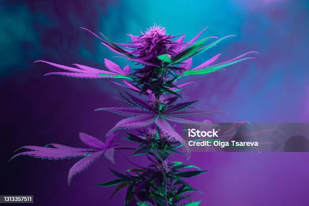 Purple Cannabis Plant Marijuana Artistic Vibrant Background Stock Photo - Download Image Now