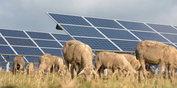 many solar power panels with grazing sheeps - photovoltaic system