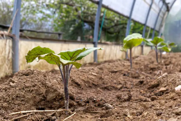 a row of freshly transplanted eggplant seedlings in the greenhouse