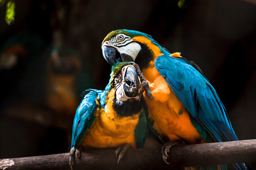 Two Blue-and-Yellow [Ara ararauna] macaws perched on a branch, one playfully scratching the other's head. AKA: Blue-and-Gold Macaw