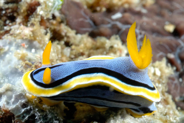 istock A picture of some beautiful and colored nudibranches 1313359891