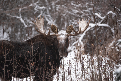 Bull moose in Alberta, hiding behind young trees in winter.