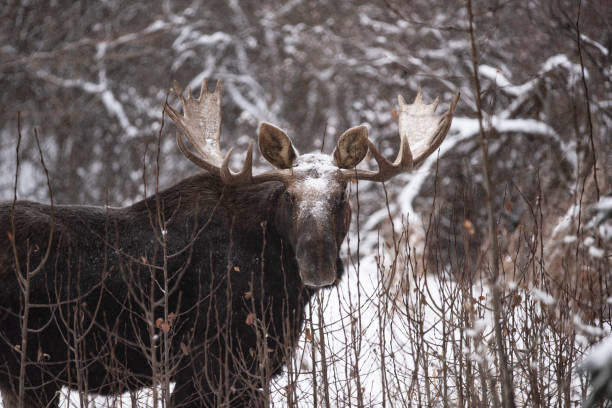 Bull Moose in Alberta Bull moose in Alberta, hiding behind young trees in winter. bull moose stock pictures, royalty-free photos & images