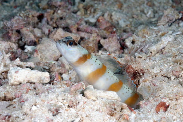 A picture of a diagonal shrimp goby in the sand A picture of a diagonal shrimp goby in the sand shrimp goby stock pictures, royalty-free photos & images