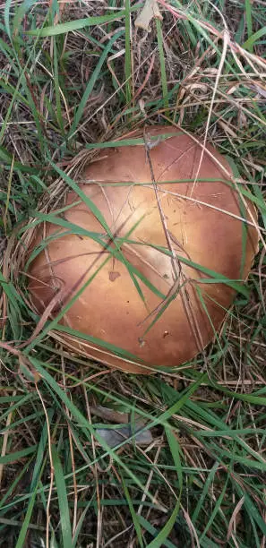 brown-cap mushroom in green grass, top view